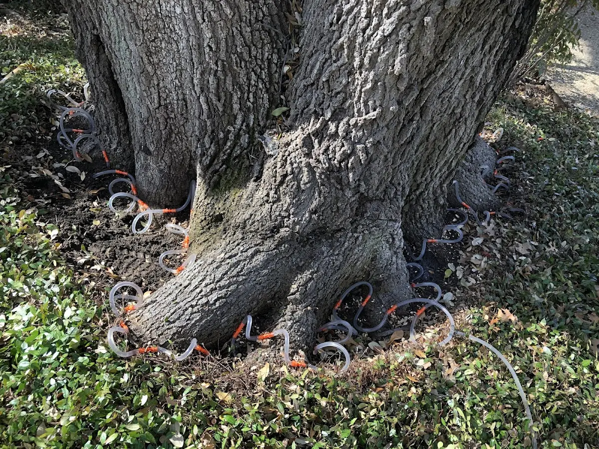 Detailed Tree Cabling and Bracing job site in Selman City